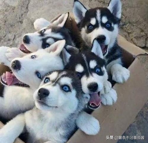 高颜值肌肉奶狗,什么样的小奶狗最可爱