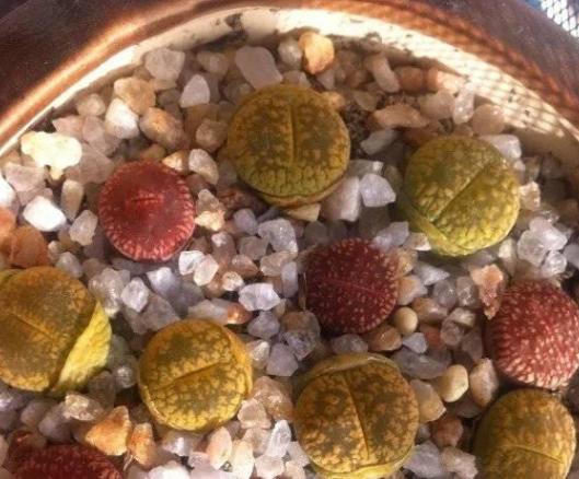 生石花底部烂了个洞怎么补救,生石花徒长了怎么修复