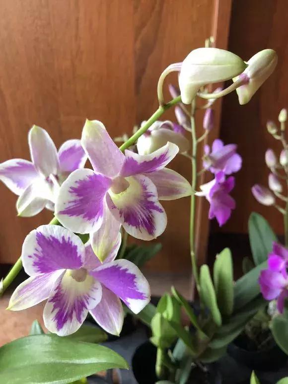 北方养蝴蝶兰用什么植料,北方适合养哪种蝴蝶兰