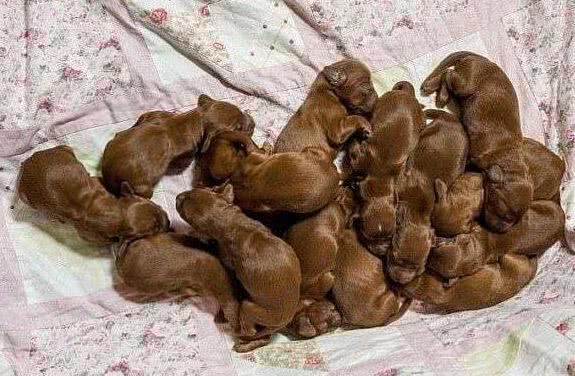 铲屎官帮狗狗接生，当全部接生完时，整个人都不淡定了