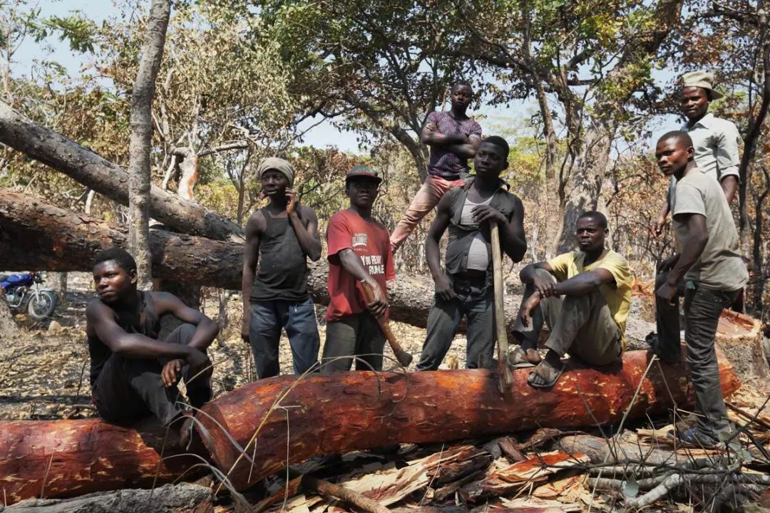 红木血檀最新消息,血檀带出去丢人吗
