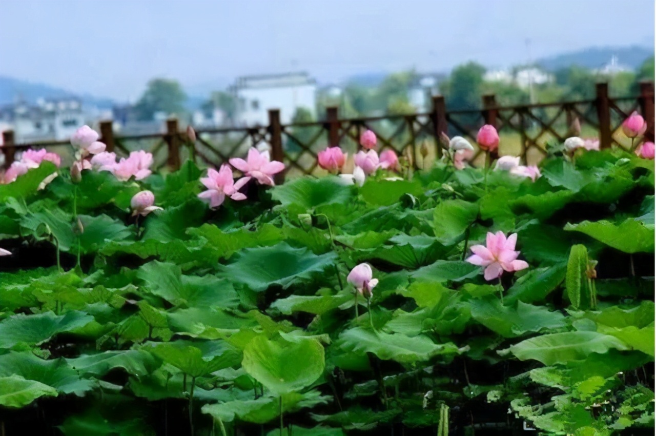 徽州避暑亲子游,歙县徽州风景