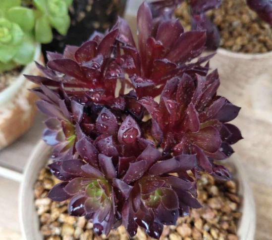 黑法师砍头后侧芽都开花了,黑法师太高了如何砍头