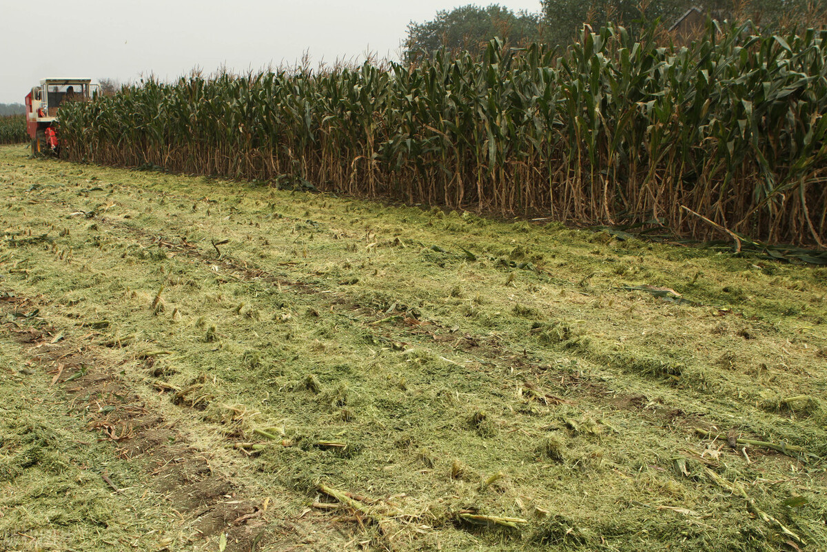 今年秋季庄稼雨水咋样,今年雨水多小麦播种还需要镇压吗