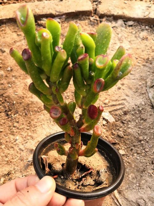 屋里带来财运的花有哪些,家里风水聚财的花是什么