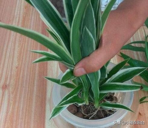 水培吊兰最好养的方法,水培吊兰怎么养才能更旺盛小妙招