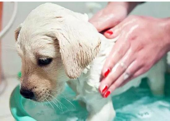 拉布拉多自带“毒气”，臭不可闻，解决方法在此！