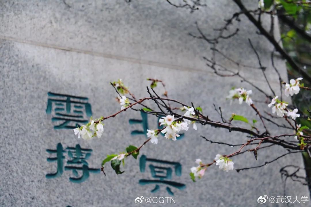 武大樱花一切美好都如约而至,武大樱花正盛开