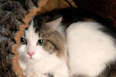 猫咪喜欢夜里尿床,猫咪喜欢玩水怎么纠正呢