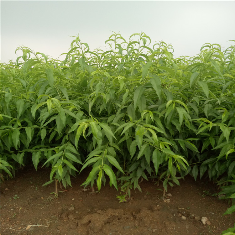 杨凌推荐的桃树品种有哪些,杨凌农科桃树新品种