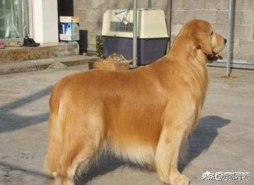 养宠物养公狗好还是养母狗好,公狗母狗可以一起养吗