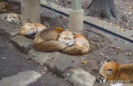 日本的一只“肌肉柴犬”火了，竟然还出了手办？！