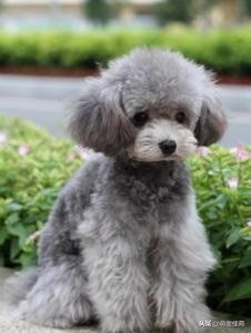 泰迪（犬类品种）”一般是指“贵宾犬（犬类品种）