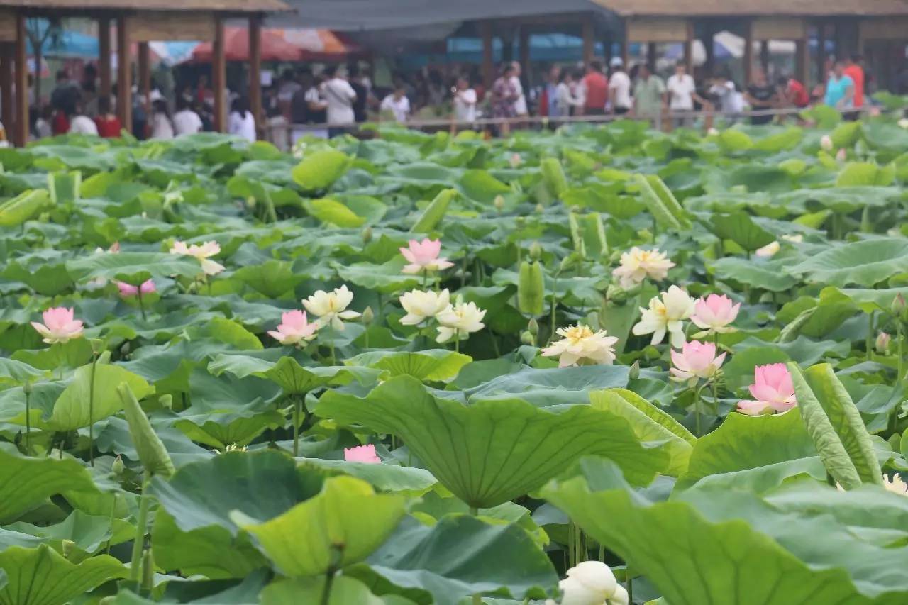 观赏荷花地方推荐河南,河南荷花特别多的地方在哪里
