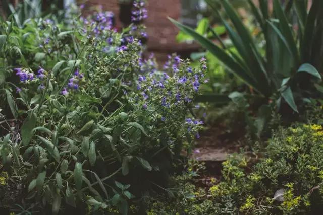 瑭碧香事|采一束香草，熏一段时光