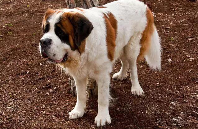 45种狗狗很难得一见你认识几种,45种最难得一见的狗