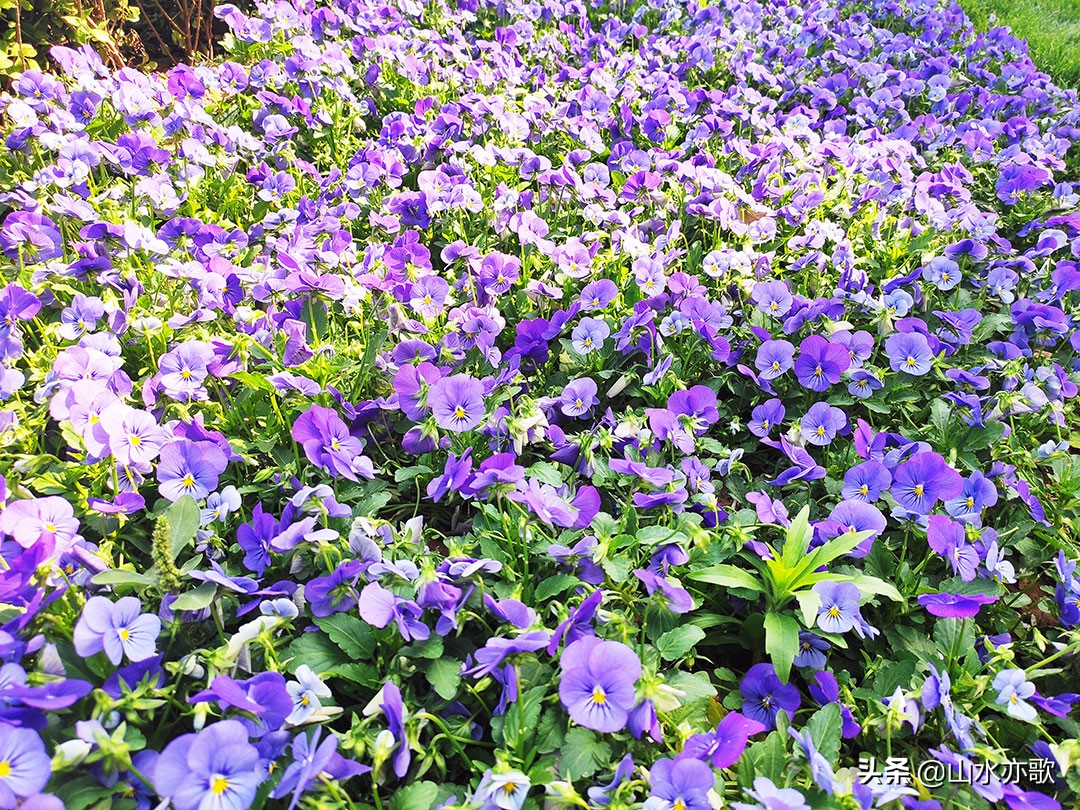 石家庄高新区这座公园，绿草茵茵电船驰行，还有两座别致的网红桥