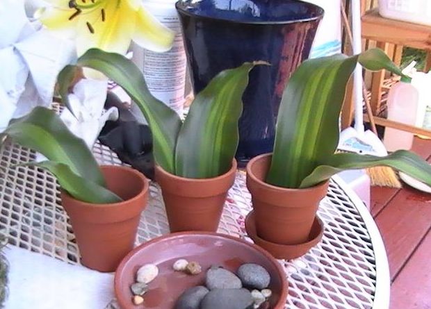 巴西铁树发蔫,巴西铁树开花太香人受不了怎么办