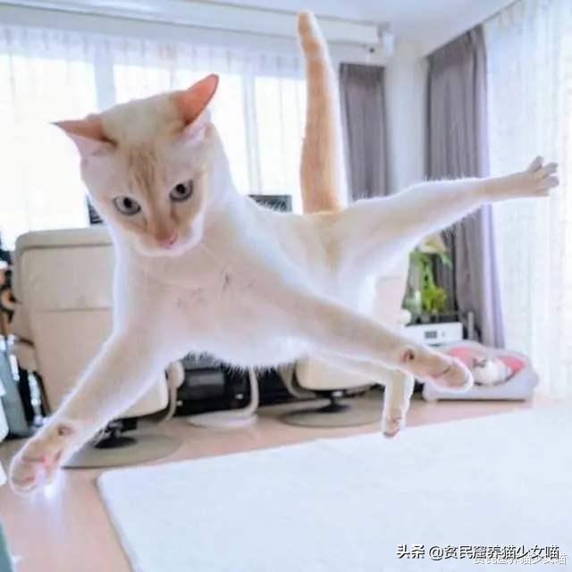 猫咪会长啤酒肚吗,为什么猫咪会有啤酒肚