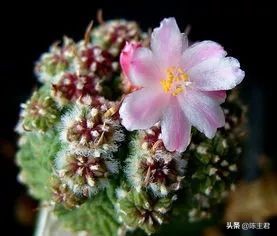 十大最贵法师多肉排行榜,玉露多肉最贵多少钱一棵