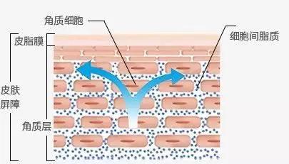 兰蔻小黑瓶买多少钱才算好,为什么兰蔻小黑瓶体验装那么便宜