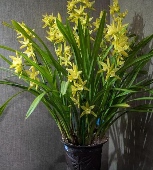 适合家养的兰花多少钱,适合家养的兰花品种图片