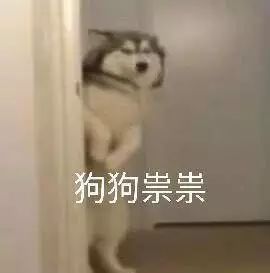 纯种狗怎么来的,怎样培育纯种狗