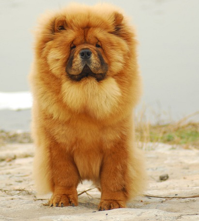 松狮幼犬怎么挑选,要挑选怎样的狗狗