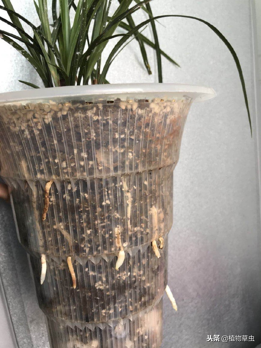 名贵兰花好养易活精品花苗盆栽,最适合贵州阳台种植的兰花