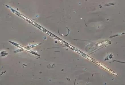 水产养殖业藻类的生命周期,水产养殖常见藻类植物