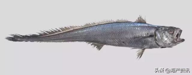 真鳕鱼科普,真鳕银鳕黑鳕鱼