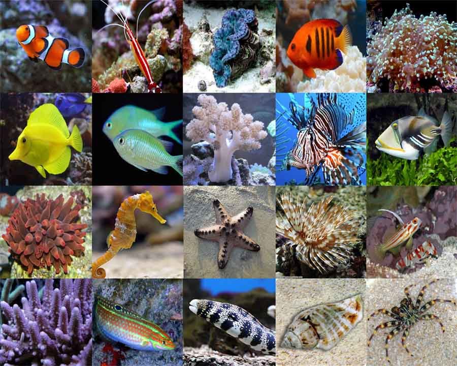 淡水鱼缸和海缸哪个费钱,咸水和淡水鱼缸哪个好