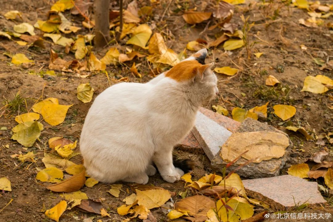 北京信息科技大学简介专业推荐,北京信息科技大学工科