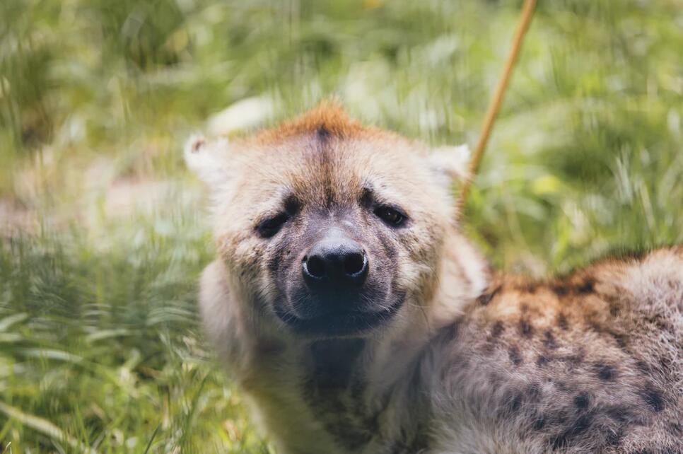 自然探秘所|《狮子王》中的“恶棍”？别再黑它们啦