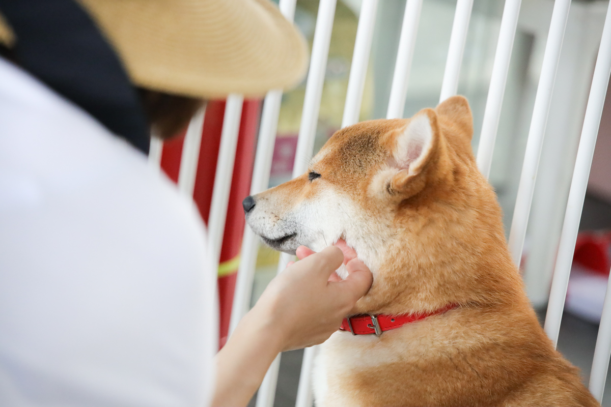 腾龙35mmf2.8手动镜头,旅拍佳能镜头推荐