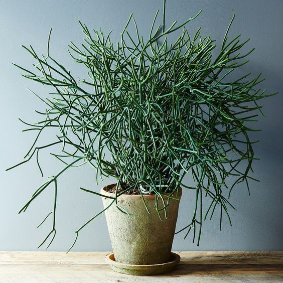 室内除甲醛最好的植被,室内植被存活率高的有哪些