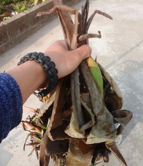 不夜城芦荟叶子发红怎么办,芦荟叶子发红干瘪要剪掉吗