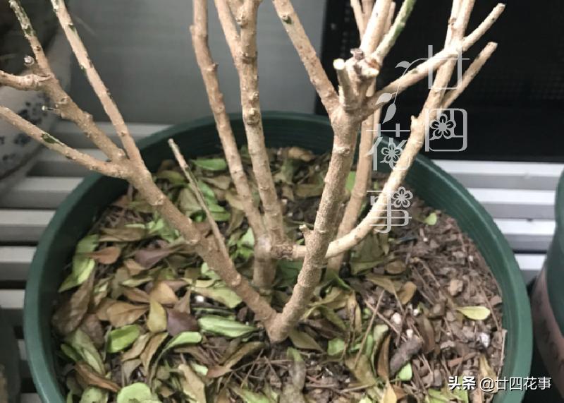 米兰冬季养护注意事项,米兰的冬季养护方法与要点