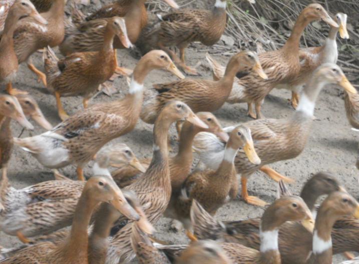 养蛋鸭什么时候控料,蛋鸭怎么养才能提高产蛋率