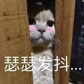 猫咪的尿道阻塞到底是什么？
