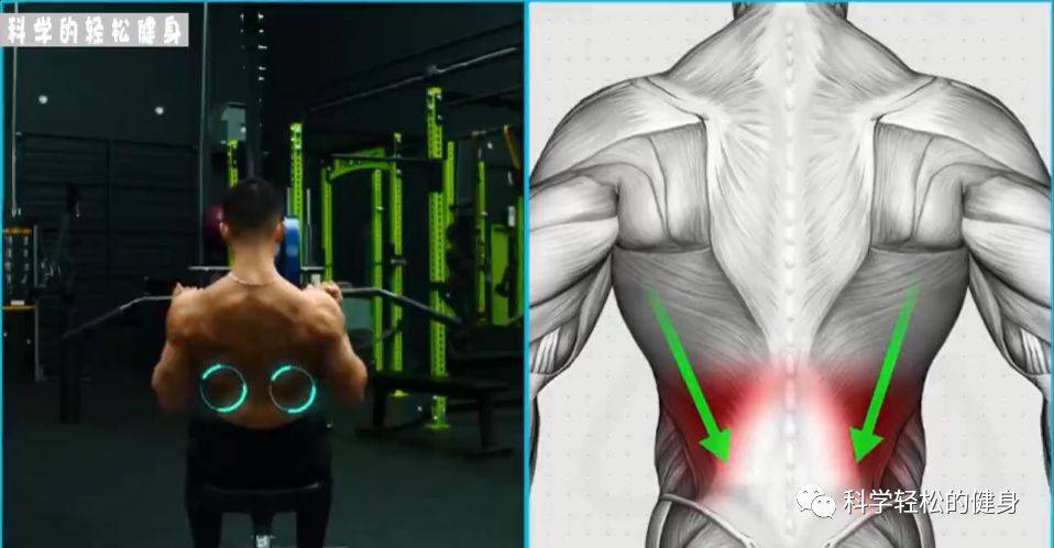 背部肌肉训练计划虐出完美的背肌,背部各个肌肉位置锻炼方法
