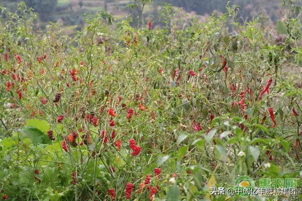 辣椒叶子脱水干了,种植辣椒叶子卷了是怎么回事