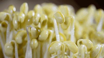 免洗凉皮爽滑劲道的关键在于用料,凉皮怎样做的又软又劲道