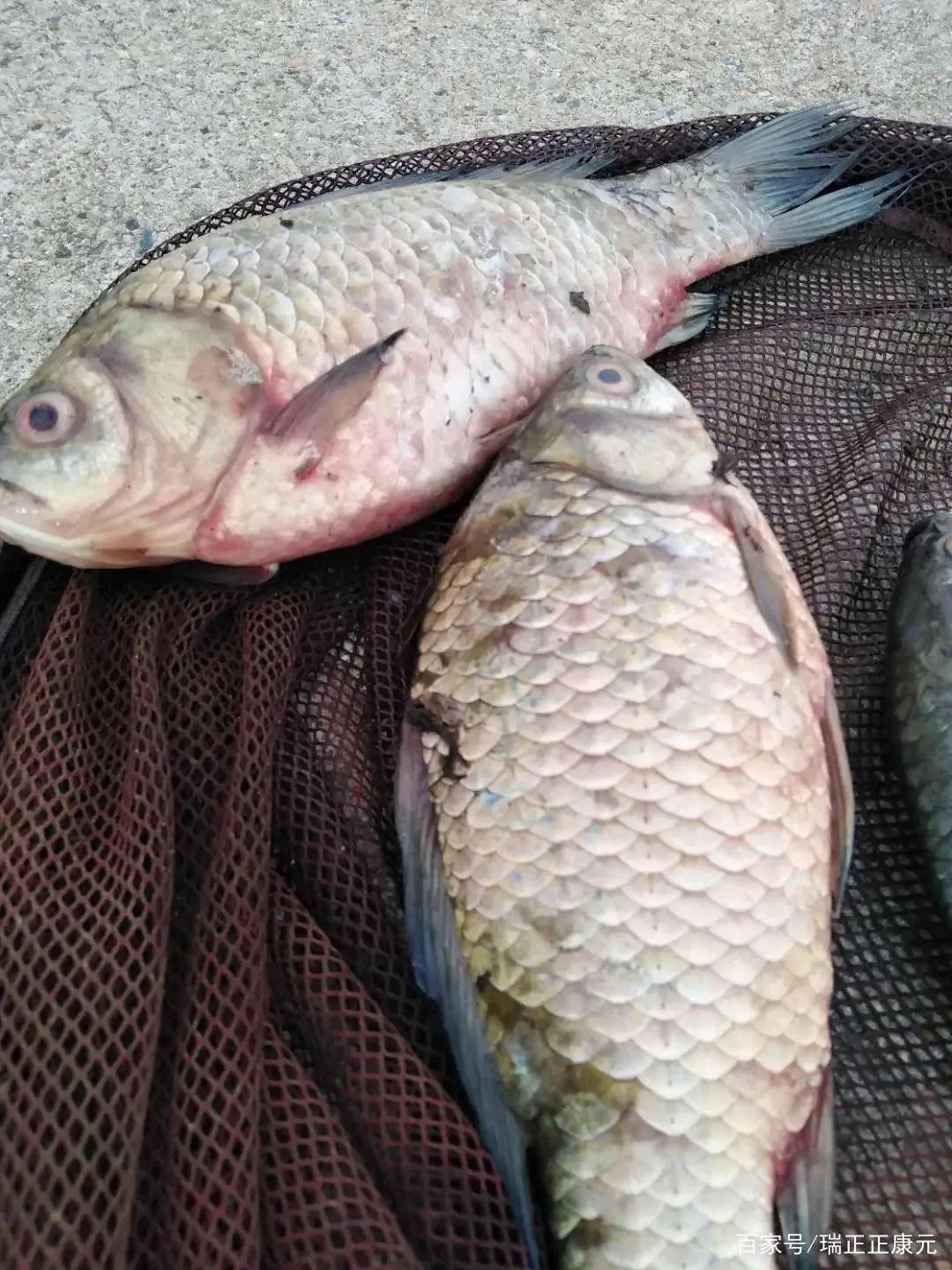 鱼内出血鳃出血怎么治,鱼病毒性出血病最佳治疗方法