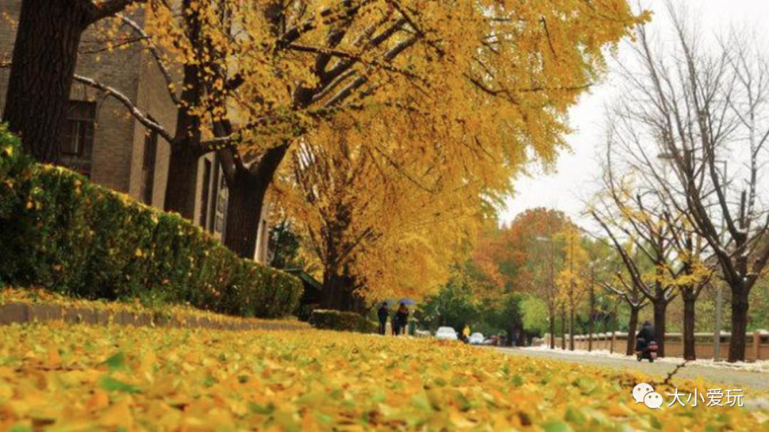 北京红螺寺银杏最佳观赏时间,北京赏银杏景区有哪些
