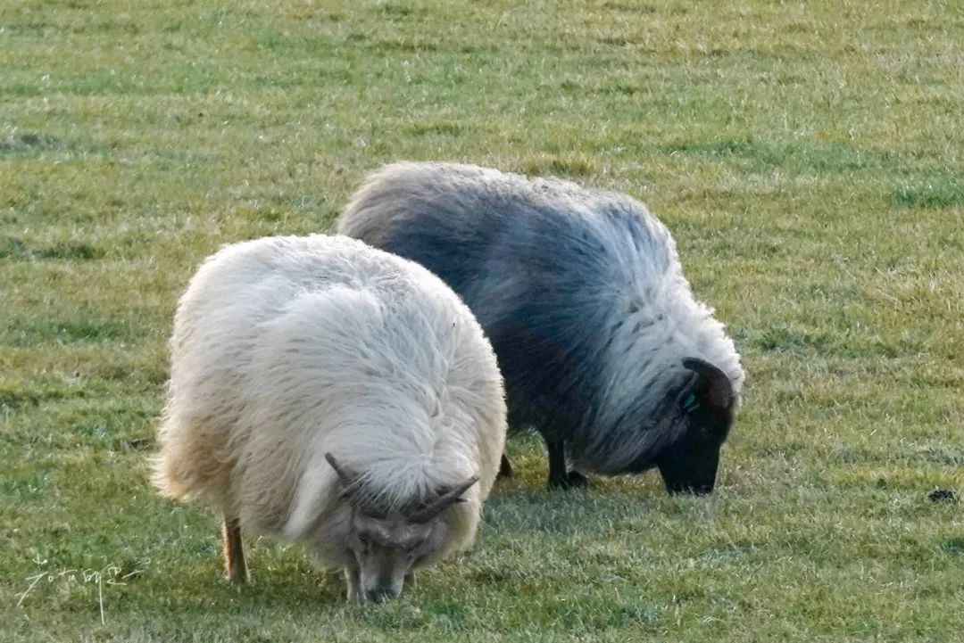 冰岛自驾最佳路线,冰岛的冒险之旅