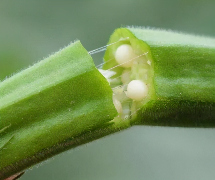 啊,我把“鼻涕”吃下去了,真呛