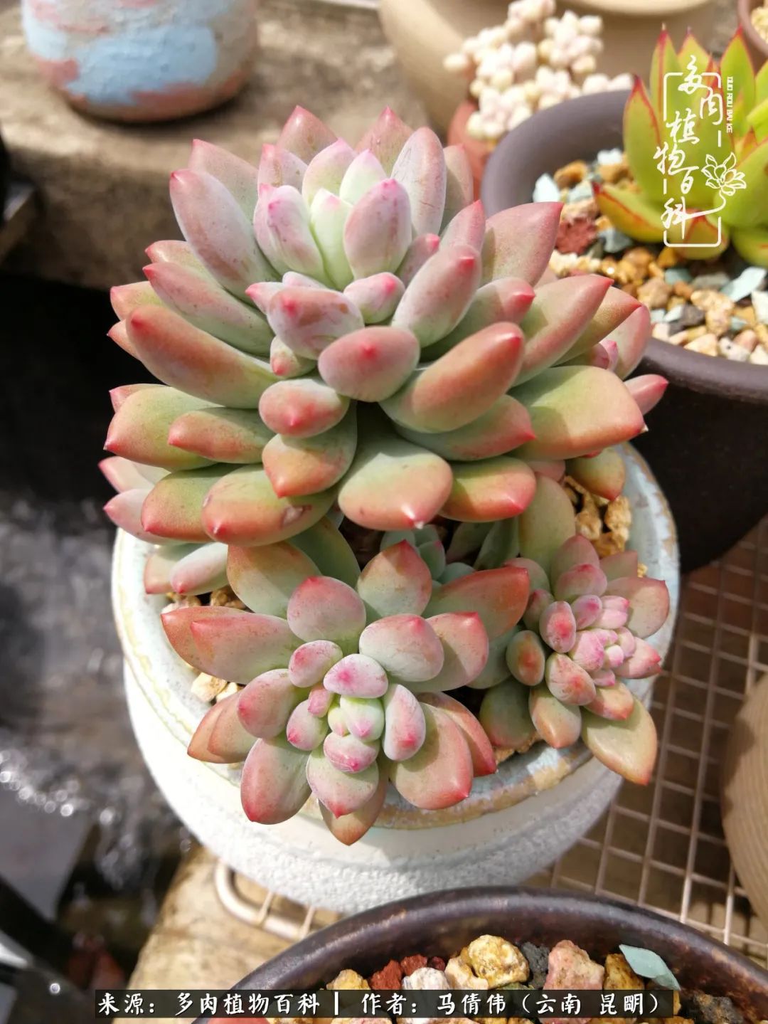 熬过了夏天的多肉,多肉熬过夏天惊艳整个秋天