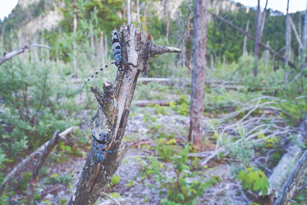 它们都对枯树干了些什么