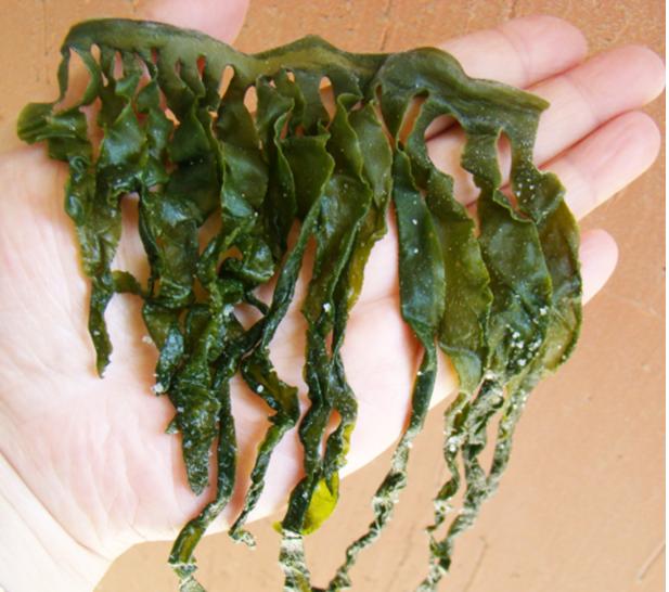 裙带菜和海带的区别知乎,裙带菜和海带有什么区别呢